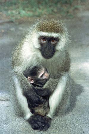 ape