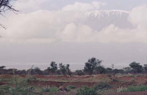 kilimanjaro