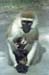 ape