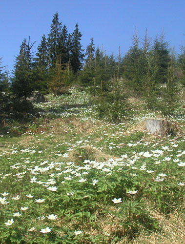 kvitveis