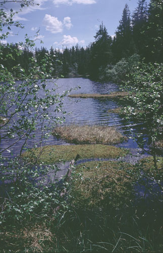 skogtjern