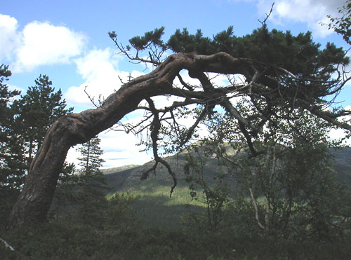 krokfuru