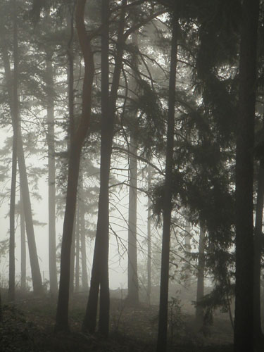 trollskog