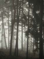 trollskog